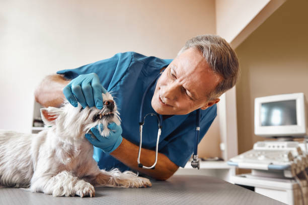 Best Urgent Dental Care for Toothaches in Angwin, CA